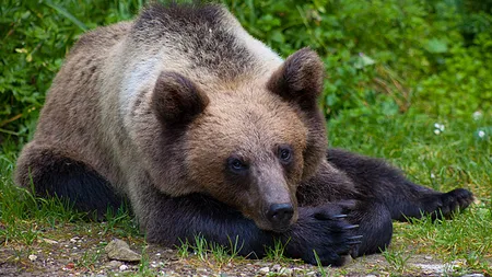 Panică în Sibiu. Un pui de urs, prins după trei ore în centrul oraşului
