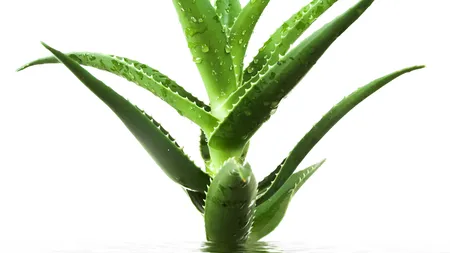 ALOE VERA - beneficii şi utilizări de excepţie pentru sănătate şi frumuseţe