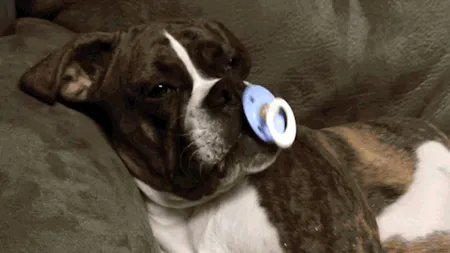 Un boxer uriaş nu poate adormi fără suzetă VIDEO