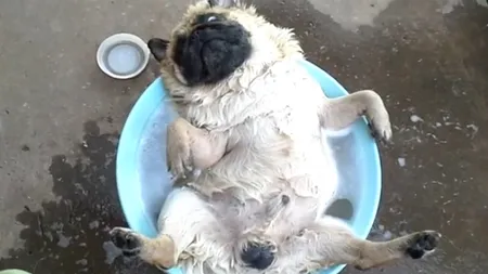 Clipul zilei. Un câine se relaxează în apă cu limba scoasă VIDEO