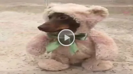Pufoşenia săptămânii cucereşte internetul. Un patruped îmbrăcat în ursuleţ face furori VIDEO