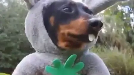 VIDEO FUNNY. Un căţel a fost deghizat în iepuraş de Paşte. Face FURORI pe internet
