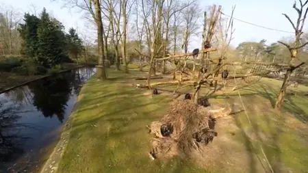 Ingeniozitatea primatelor. Un CIMPANZEU a distrus o dronă ce zbura la zece metri înălţime VIDEO
