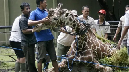 Animale chinuite până la moarte. Top 10 cele mai 