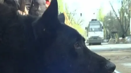 Hachiko din tramvaiul 41. Un căţel îşi aşteaptă stăpânul într-o staţie RATB din Bucureşti
