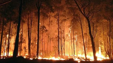Incendii de vegetaţie în Siberia: 15 persoane şi-au pierdut viaţa
