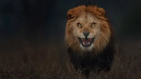 A văzut moartea cu ochii! Un fotograf a reuşit să surprindă în imagini atacul unui leu