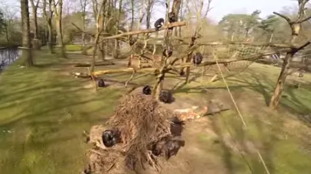O grădină zoo, filmată cu o dronă. Cum a reacţionat o maimuţă VIDEO FUNNY