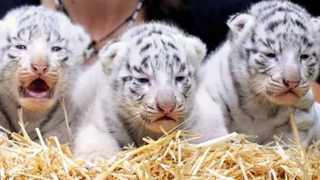 Imagini înduioşătoare: Mai mulţi pui de tigru alb şi-au salvat frăţiorul din apă VIDEO