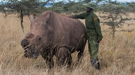 Ultimul rinocer alb de nord, apărat cu arme de braconieri