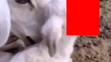 Iedul cu faţă de om nu va ajunge pe masa de Paşte. Bizarul animal a fost cumpărat cu o sumă imensă VIDEO