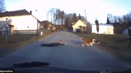 Scene parcă desprinse din desene animate: Un Saint Bernard îşi trage după el stăpânul VIDEO