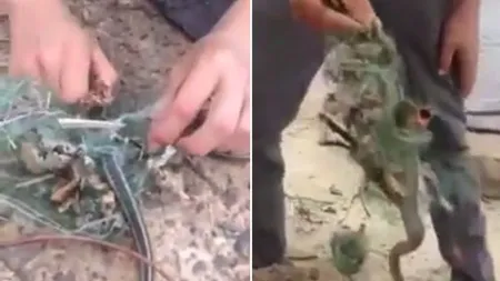 Au salvat un şarpe de la moarte, însă au fost şocaţi de ceea ce înghiţise reptila: Ce nebunie VIDEO