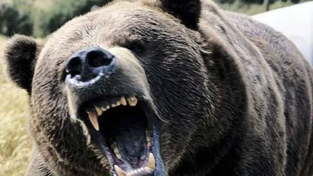 Sate terorizate de urşi. Localnicii se tem să mai iasă din case sau să ducă animalele la păscut VIDEO
