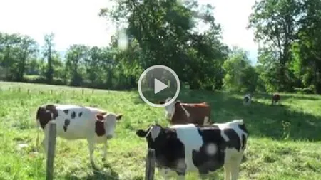 Reacţia inedită a unor VĂCUŢE în momentul în care pe pajişte începe să se audă muzică de operă FOTO