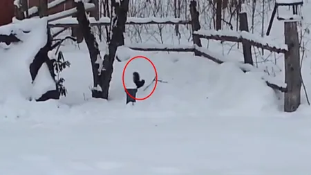 O veveriţă beată se dă în spectacol. Cum a reuşit să consume alcool VIDEO