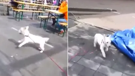 Un CÂINE SURD dansează alături de stăpân la un CONCERT ROCK: A simţit VIBRAŢIILE în lăbuţe VIDEO