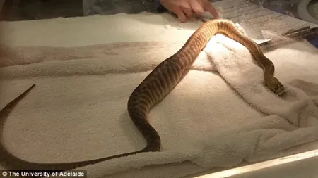 Ce a înghiţit un PITON lăsat nesupravegheat în casă. Posesorul l-a dus de urgenţă la veterinar FOTO