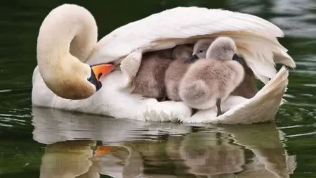 Hoţii au furat ouăle de lebădă de pe lacul cetăţii Făgăraş