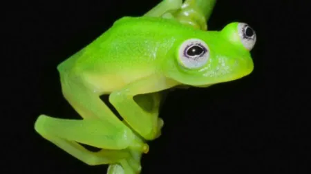 Surpriză de proporţii a unei gospodine. A găsit o broască într-o cutie de fasole verde