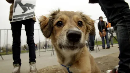 Sterilizare GRATUITĂ a animalelor în Sectorul 1