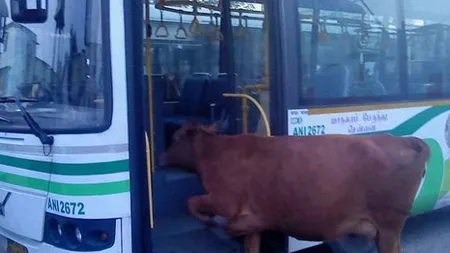 Autobuzul care merge cu balegă de vacă a doborât recordul de viteză VIDEO