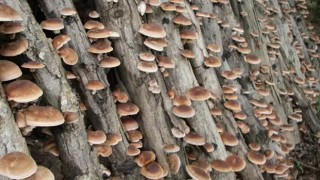 Miraculoasele ciuperci shiitake şi promisiunea vieţii veşnice. Reţeta elixirului
