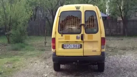 Urmărire ca în filme şi împuşcături în judeţul Argeş, după doi hoţi de motorină