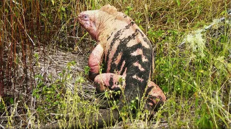 O specie unică de iguane, ameninţată de erupţia vulcanică din Galapagos