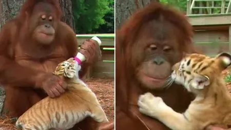 O mamă URANGUTAN are grijă de trei pui de TIGRU ABANDONAŢI. Imagini inedite dintr-o grădină zoologică VIDEO