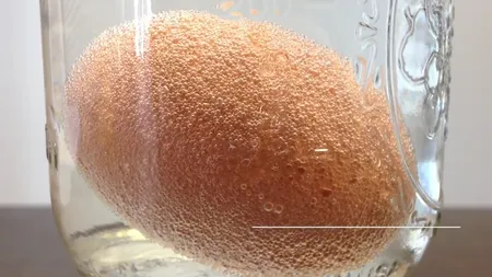 EXPERIMENT INEDIT. Ce se întâmplă dacă LAŞI un OU CRUD în OŢET pentru două zile VIDEO INCREDIBIL