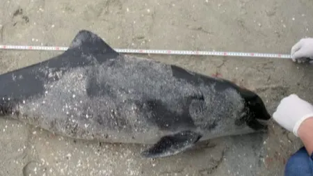 Un porc de mare, găsit mort pe o plajă din Mamaia FOTO