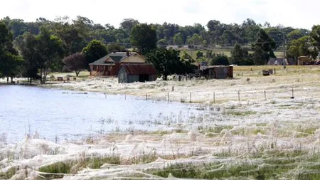 Fenomen straniu în Australia. A plouat cu păianjeni VIDEO