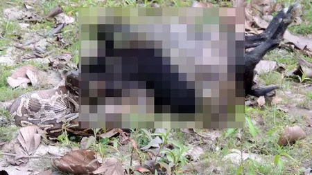 ÎNGROZITOR. Un PITON a fost filmat în timp ce înghiţea o CAPRĂ dintr-o singură bucată VIDEO