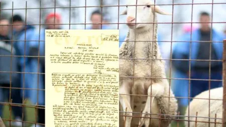 Explicaţii halucinante la ferma Spitalului de Psihiatrie Socola. Veterinarul spune că animalele se SINUCID