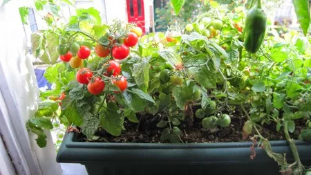 GRĂDINA DIN BALCON te scuteşte de drumurile la piaţă. Cum să cultivi roşii, salata sau mirodenii la bloc