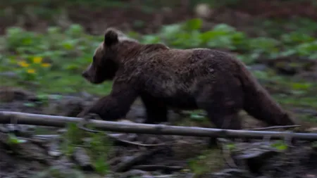 Tânără de 28 de ani, sfâşiată de un urs în Harghita