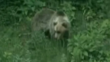 Sătenii din Gorj, în alertă, după ce un urs le-a mâncat animalele din gospodării