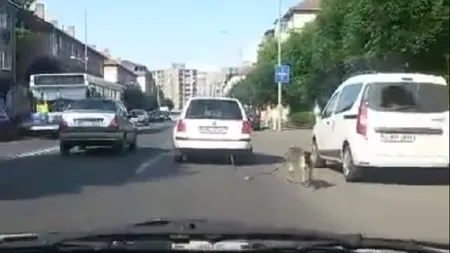 Cazul care a ŞOCAT o ţară întreagă: Poliţia a identificat şoferul cu câinele legat de maşină. VIDEO