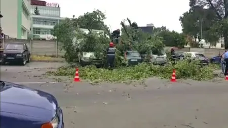 Incident la Cluj din cauza furtunii. Un copac s-a prăbuşit peste patru maşini