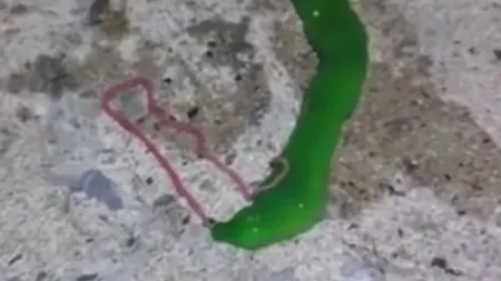Creatură BIZARĂ, aproape extraterestră, prinsă de un PESCAR din GREŞEALĂ: Îşi paralizează prada VIDEO