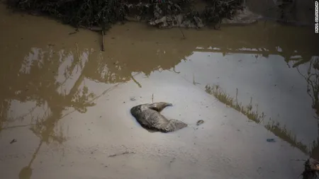 INUNDAŢII în Georgia: Un tigru alb a fost ucis după ce a omorât un bărbat în Tbilisi FOTO