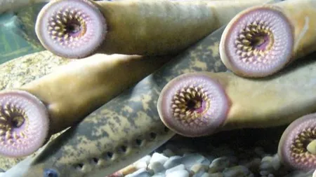 Plouă cu peşti-vampir, în Alaska