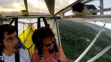 Pasager clandestin, la bordul unui avion ultrauşor. O pisică a călătorit pe aripă VIDEO