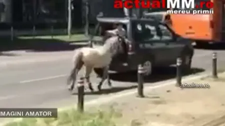 Imagini uluitoare. Un şofer din Baia Mare a legat un ponei de bara maşinii şi l-a târât prin oraş VIDEO