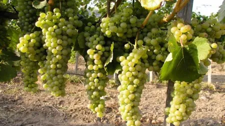 Legea viei şi vinului, promulgată. Află ce prevede