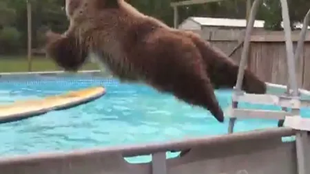 Un urs face baie la piscină la fel ca un om. Se aruncă în apă ca un înotător profesionist VIDEO