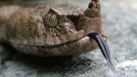 Dealul lui Dumnezeu. Locul INCREDIBIL din România unde vieţuieşte un ANIMAL BIBLIC, unic în lume