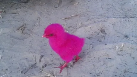 Pui vii, vopsiţi în culori ţipătoare, vânduţi drept jucării pentru copii pe PLAJĂ VIDEO