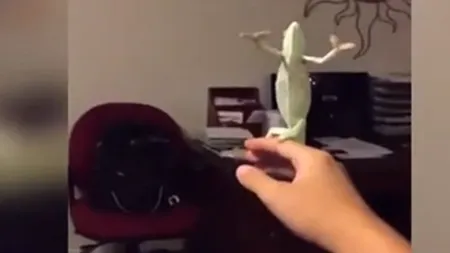 Un CAMELEON simpatic este pur şi simplu hipnotizat de BALOANELE de SĂPUN. Reacţia lui este unică VIDEO